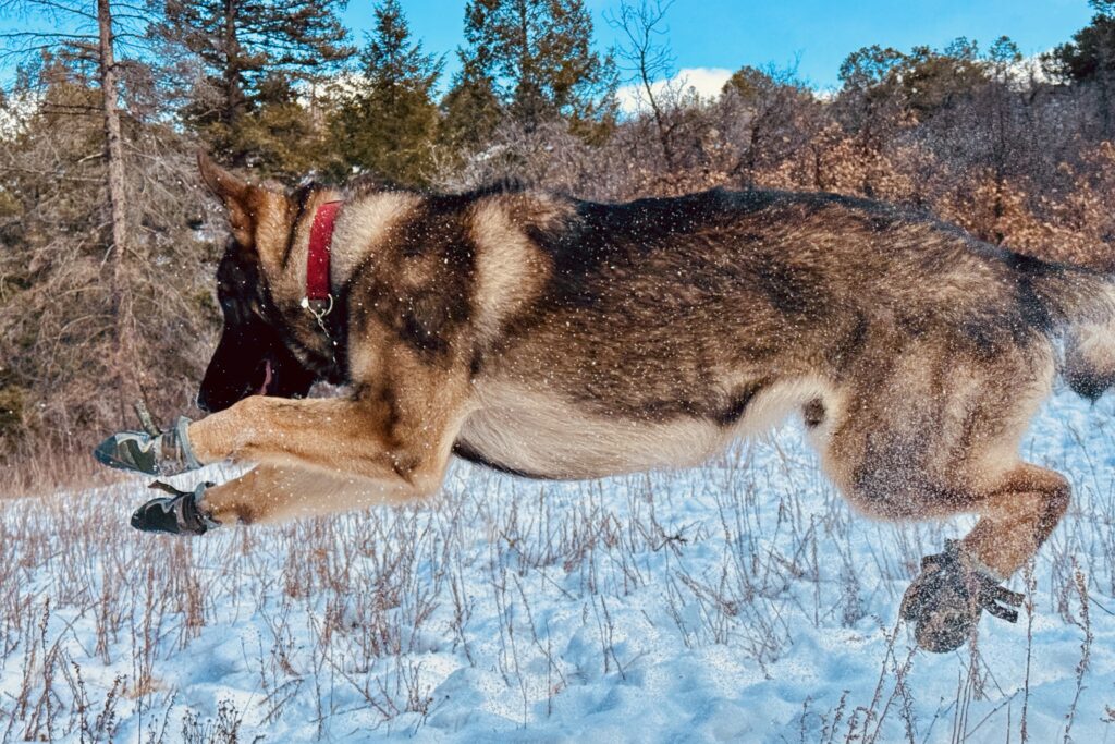 A close up of a German Shepherd Dog wearing the Expawlorer jumping in the snow in a forest.